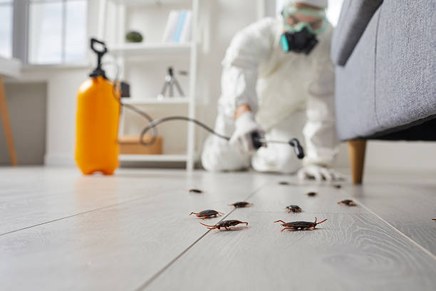 Post-Treatment Bed Bug Interceptor Monitoring in Stevenson Ranch